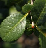 kdoulovec japonský <i>(Chaenomeles japonica)</i> / List