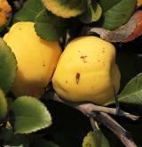 kdoulovec japonský <i>(Chaenomeles japonica)</i> / Plod