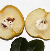 kdoulovec japonský <i>(Chaenomeles japonica)</i> / Plod