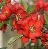 kdoulovec lahvicovitý <i>(Chaenomeles speciosa)</i> / Květ/Květenství