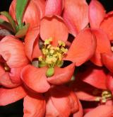 kdoulovec lahvicovitý <i>(Chaenomeles speciosa)</i> / Květ/Květenství