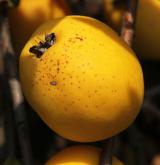 kdoulovec lahvicovitý <i>(Chaenomeles speciosa)</i> / Plod