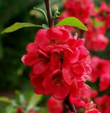 kdoulovec lahvicovitý <i>(Chaenomeles speciosa)</i> / Květ/Květenství