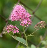 tavolník sanssoucijský <i>(Spiraea ×sanssouciana K. Koch)</i> / Květ/Květenství