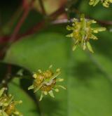 javor kapadocký <i>(Acer cappadocicum)</i> / Květ/Květenství