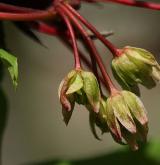 javor mandžuský <i>(Acer mandshuricum)</i> / Květ/Květenství