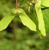 javor mandžuský <i>(Acer mandshuricum)</i> / Plod
