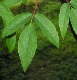 javor mandžuský <i>(Acer mandshuricum)</i> / List