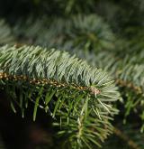 jedle cephalonica <i>(Abies cephalonica)</i> / Habitus