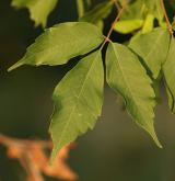 javor žumenolistý <i>(Acer cissifolium)</i> / List