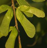 javor žumenolistý <i>(Acer cissifolium)</i> / Plod