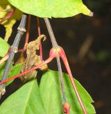 javor žumenolistý <i>(Acer cissifolium)</i> / Stonek