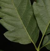 javor žumenolistý <i>(Acer cissifolium)</i> / List