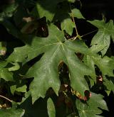 javor velkolistý <i>(Acer macrophyllum)</i> / List