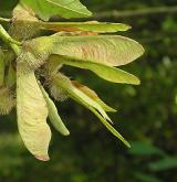 javor velkolistý <i>(Acer macrophyllum)</i>
