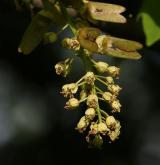 javor velkolistý <i>(Acer macrophyllum)</i>