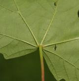 javor velkolistý <i>(Acer macrophyllum)</i> / List