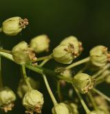 javor velkolistý <i>(Acer macrophyllum)</i> / Květ/Květenství