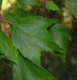 javor červený <i>(Acer rubrum)</i> / List