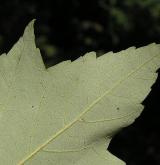 javor červený <i>(Acer rubrum)</i> / List