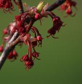 javor červený <i>(Acer rubrum)</i> / Květ/Květenství