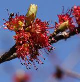 javor červený <i>(Acer rubrum)</i> / Květ/Květenství