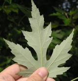 javor stříbrný <i>(Acer saccharinum)</i> / List