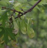 javor stříbrný <i>(Acer saccharinum)</i> / Plod