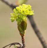 javor mléč <i>(Acer platanoides)</i> / Květ/Květenství