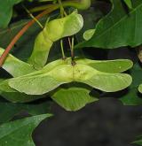 javor mléč <i>(Acer platanoides)</i> / Plod