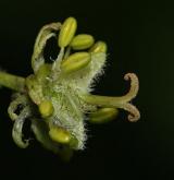 javor klen <i>(Acer pseudoplatanus)</i> / Květ/Květenství