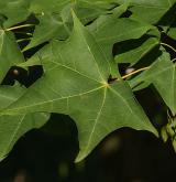 javor kapadocký <i>(Acer cappadocicum)</i> / List