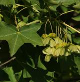 javor kapadocký <i>(Acer cappadocicum)</i> / Habitus