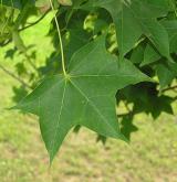 javor kapadocký <i>(Acer cappadocicum)</i> / List