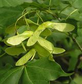 javor kapadocký <i>(Acer cappadocicum)</i>