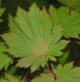 javor japonský <i>(Acer japonicum)</i> / List