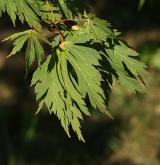 javor japonský <i>(Acer japonicum)</i> / kultivary