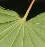 javor japonský <i>(Acer japonicum)</i> / List