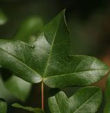 javor francouzský <i>(Acer monspessulanum)</i>