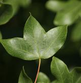 javor francouzský <i>(Acer monspessulanum)</i>