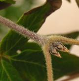 javor nikóský <i>(Acer maximowiczianum)</i> / Větve a pupeny