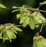 javor nikóský <i>(Acer maximowiczianum)</i> / Plod