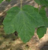 javor tupý <i>(Acer obtusatum)</i> / List