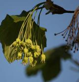 javor tupý <i>(Acer obtusatum)</i> / Květ/Květenství
