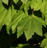 javor okrouhlolistý <i>(Acer circinatum)</i> / List