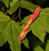 javor okrouhlolistý <i>(Acer circinatum)</i> / Plod