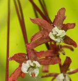 javor okrouhlolistý <i>(Acer circinatum)</i>