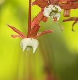 javor okrouhlolistý <i>(Acer circinatum)</i> / Květ/Květenství