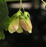 javor tatarský <i>(Acer tataricum)</i> / Plod