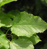 javor tatarský <i>(Acer tataricum)</i> / List
